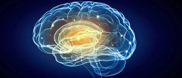 Homepage Brain image for the Summer 2025 Newsletter